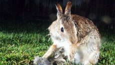 Rabbit with Young
