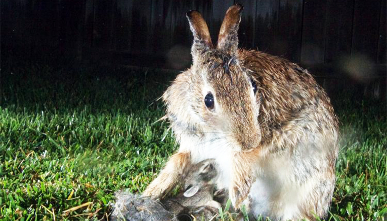 Rabbit with Young