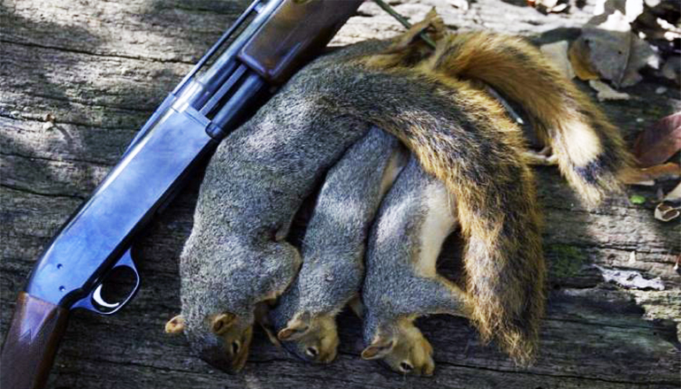 Squirrels next to gun