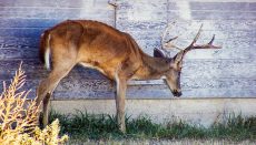 Chronic Wasting Disease