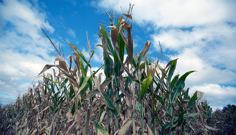 Corn in Beginning Stages of Drought