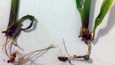 Rootless Corn