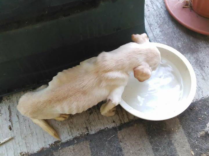 Starving dog sized in the arrest