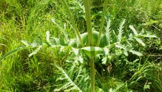 Cut Leaf Teasel