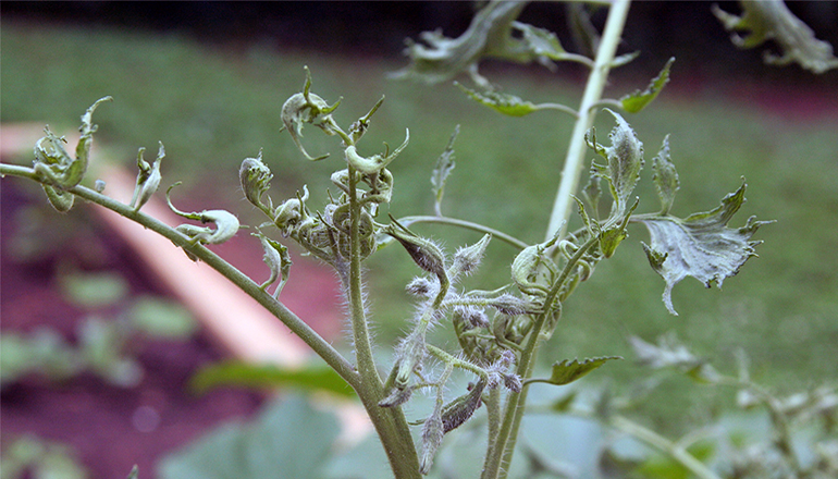 Herbacide Injury on a Plant