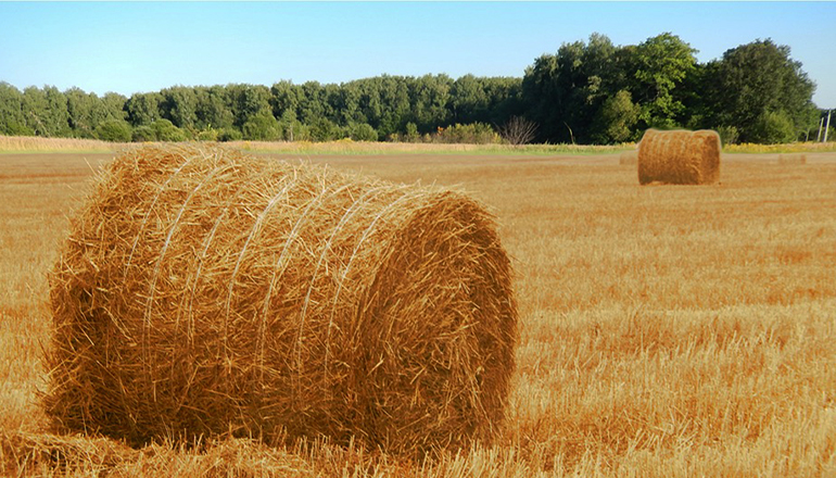 Large bale of hay