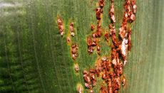 Southern Rust