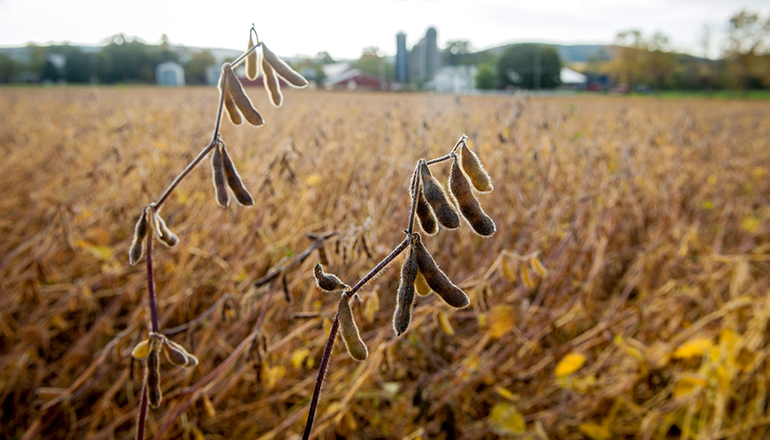 Soybeans in a field