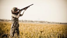 Young Dove Hunter