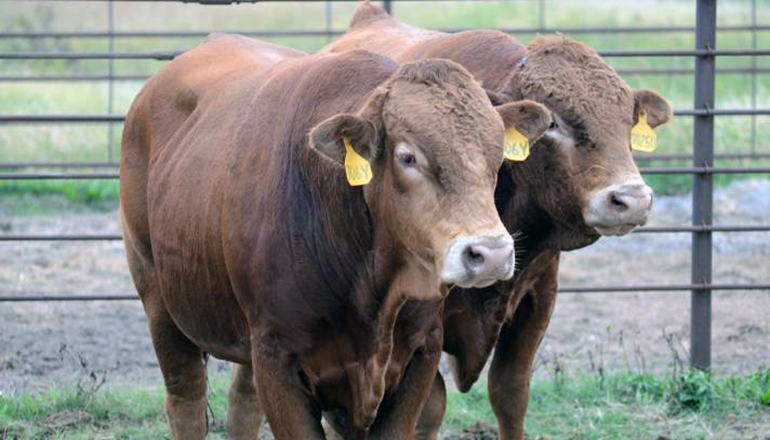 Bulls in farm lot