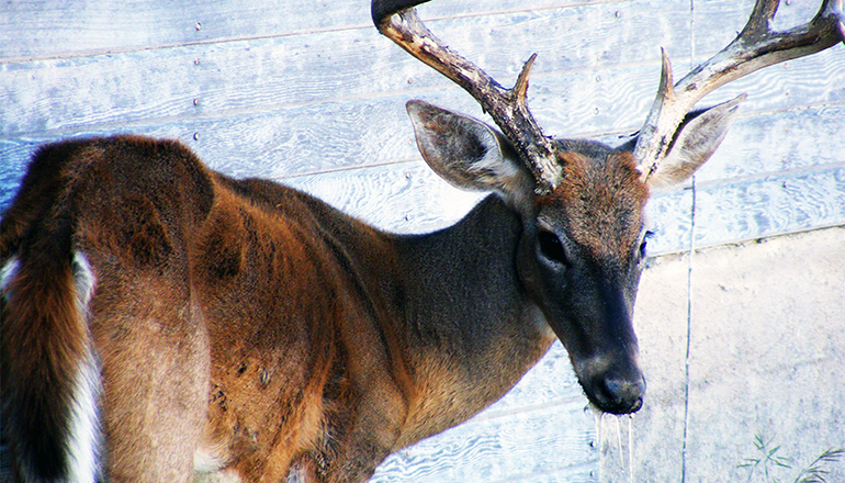 Chronic Wasting Disease CWD