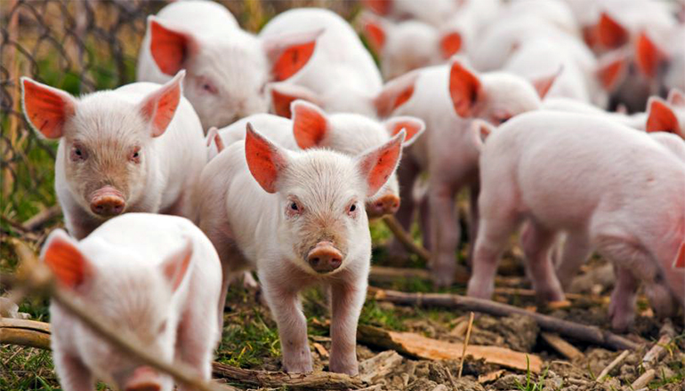 Pigs or Swine news photo
