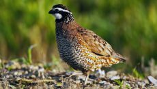 Bobwhite Quail