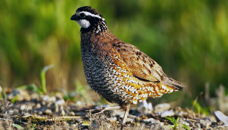 Bobwhite Quail