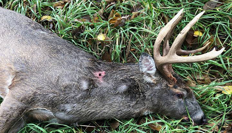 Deer shot illegally in north Missouri