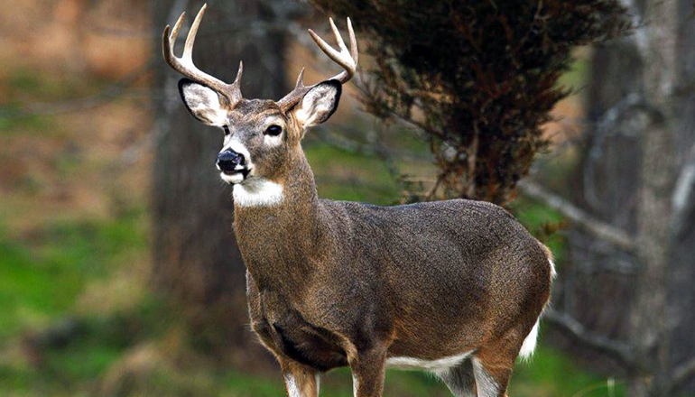 Antlered Deer in the forest