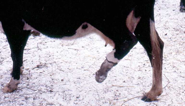 Cow in advanced stage of Fescue Foot