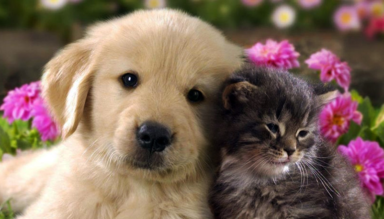 Dog and Cat (Pet License Photo)