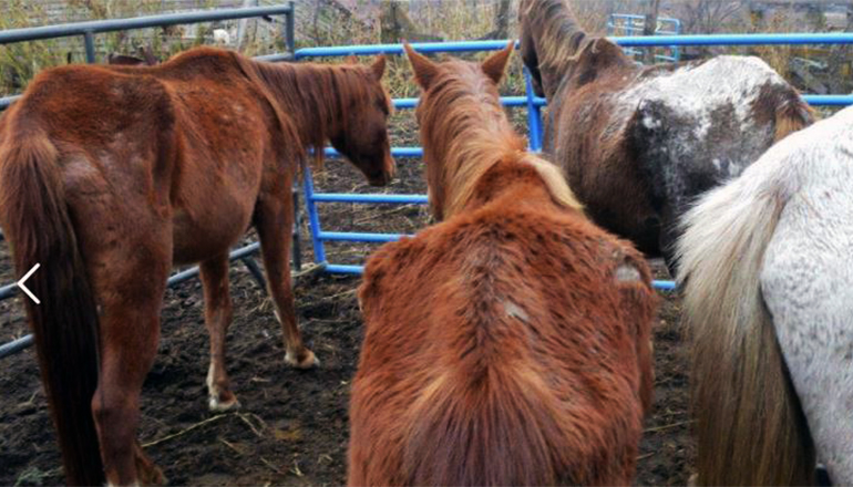 Harrison County Horses Rescued