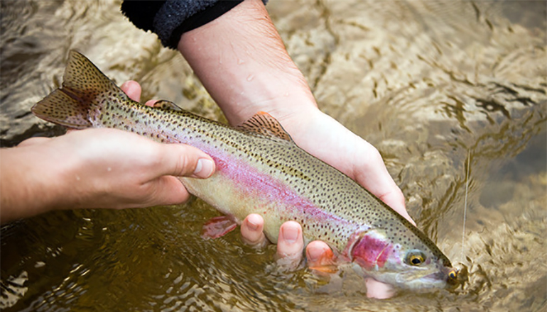 Photo of trout (Photo by Missouri Department of Conservation
