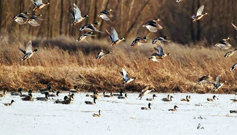 Waterfowl at Fountain Grove Conservation Area