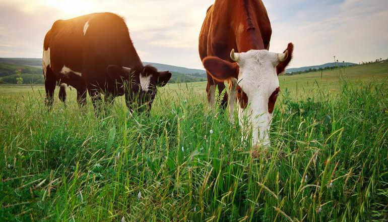 Cows grazing in pasture