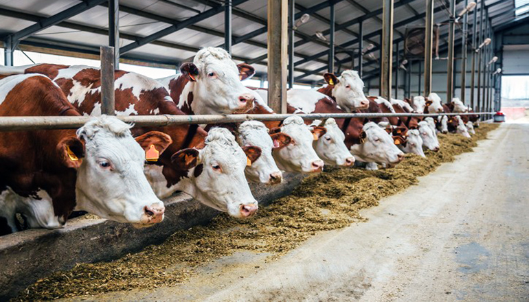 Feeding corn to cows replaces hay, but care is needed when adding starch to  diets