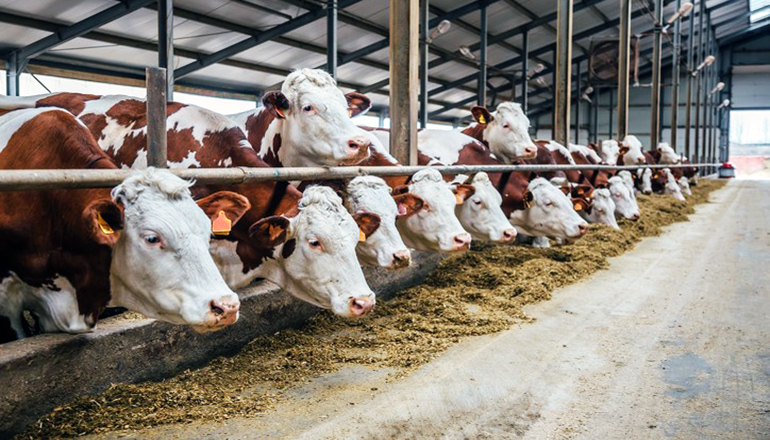 Feeding cattle (cows, livestock)