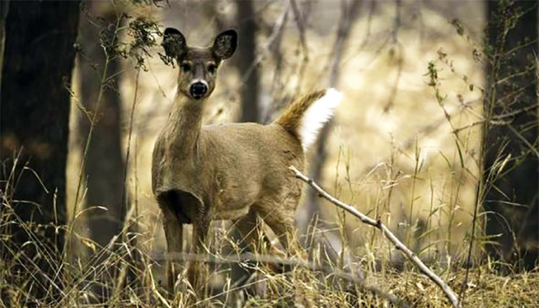 White Tail Deer Standing In The Woods