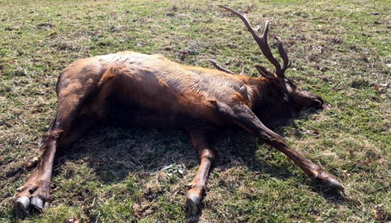 Elk Poached in Missouri February 2019