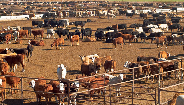 Cattle Feedlot