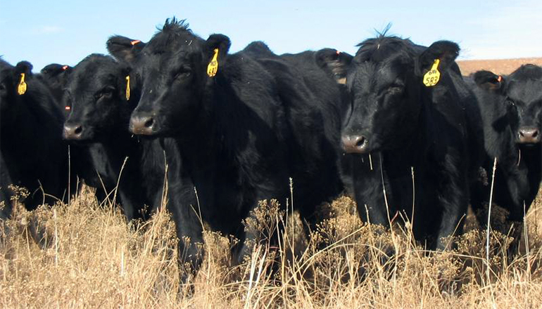 Cattle in Pasture