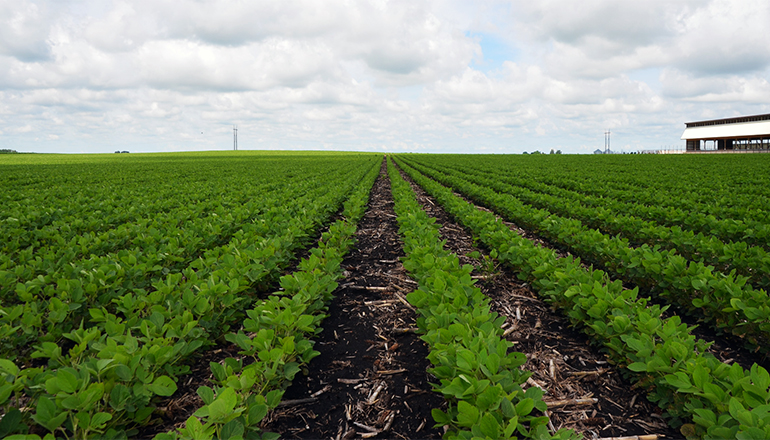 Soybean strip trial