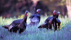 Wild Turkeys In A Field