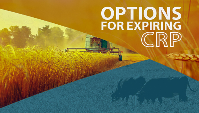 Options for expiring CRP