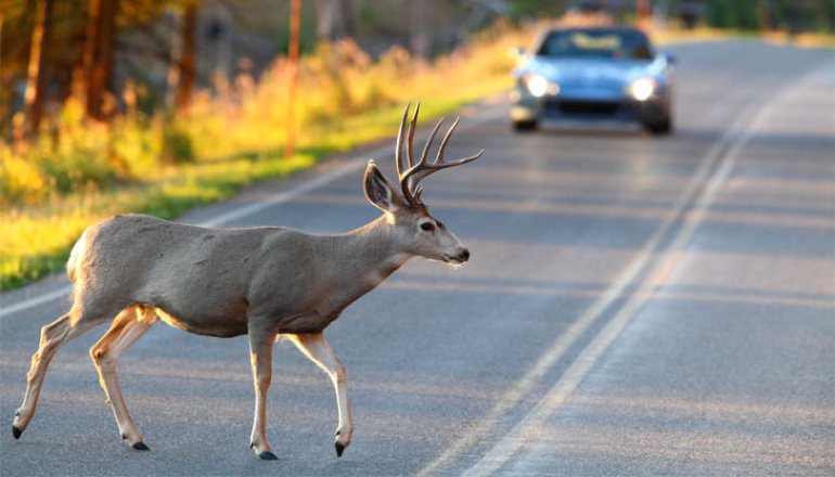 Deer in roadway with oncoming car