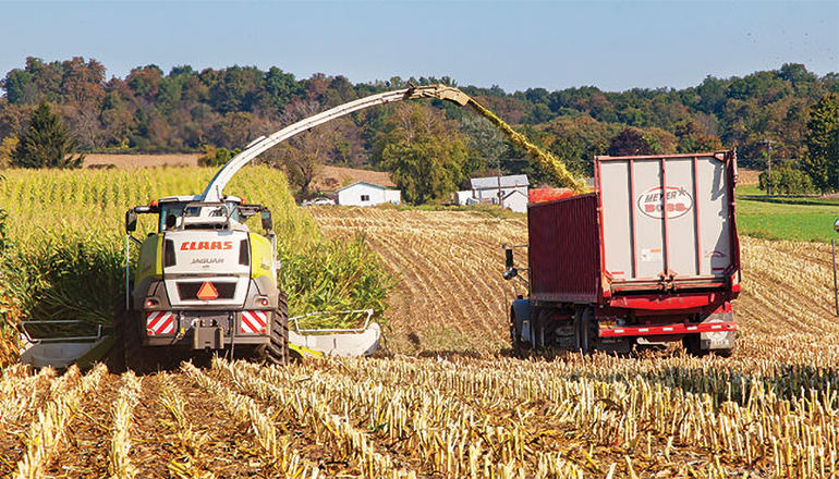 Cutting Corn Silage