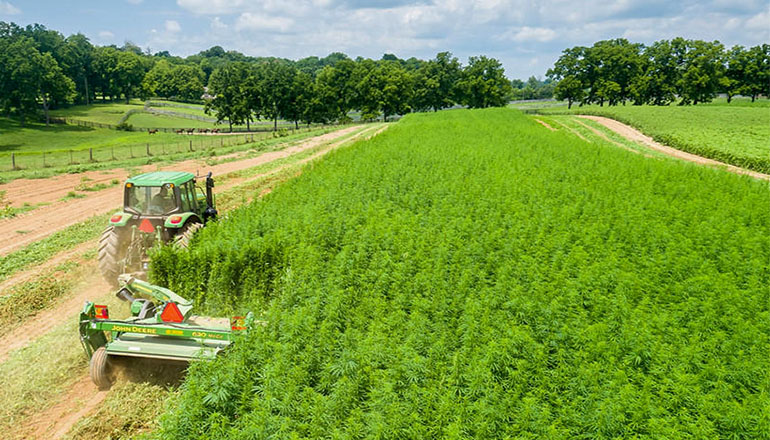 Tractor mowing hemp on hemp farm