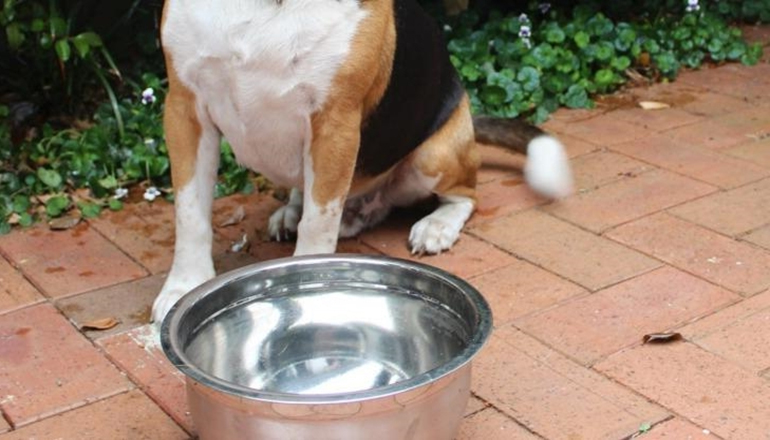 Dog with empty food bowl