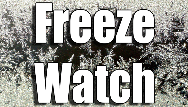 Freeze Watch