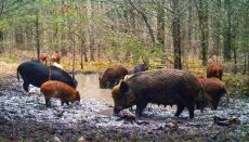 Feral Hogs (Photo courtesy MDC)