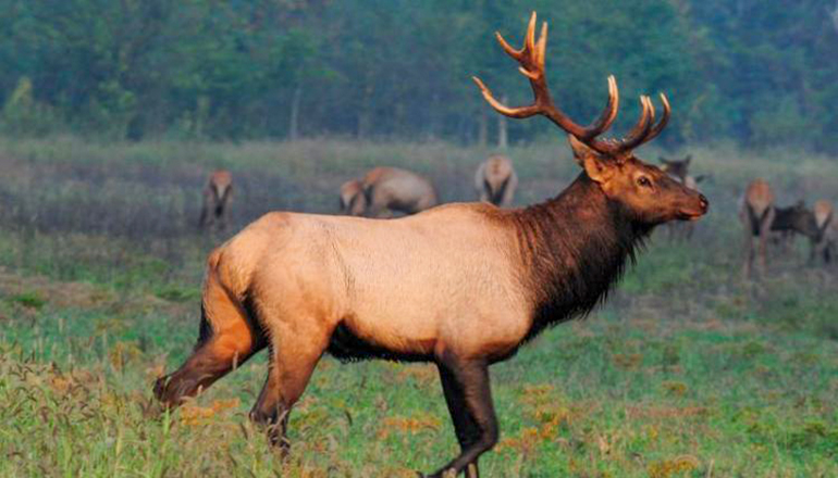 Bull Elk