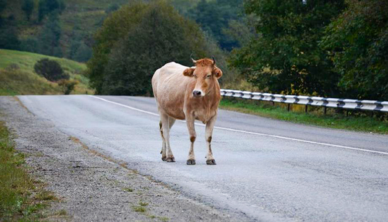 Cow in Roadway