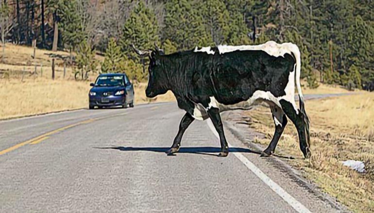 Cow in Roadway