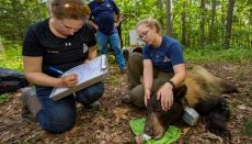 Biologist with MDC work with bear