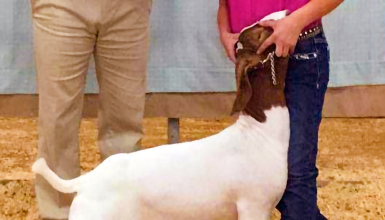 Use for Goat Show Results at County Fairs