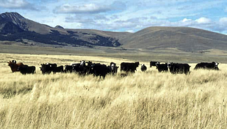 Hay and Grazing with cattle in pasture