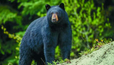 Bear Standing on Hill