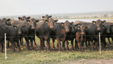 Cattle or Cows Behind a Fence in a Field