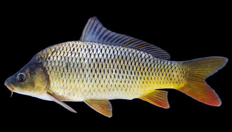 Common Carp Species of fish